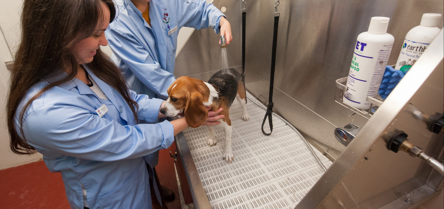 two veterinary students washing a beagle