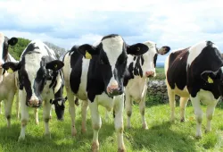 Dairy cattle graze in a field.