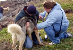 The Chinook Project team examines a dog during a past clinic. 