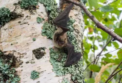 A little brown bat. Photo: Jordi Segers