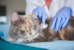 Cat being examined at veterinarians (Credit: Freepik)
