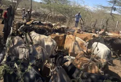 A photo of smallholder dairy farmers in Nkando, Kenya.