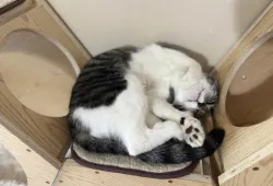 sleeping cat
