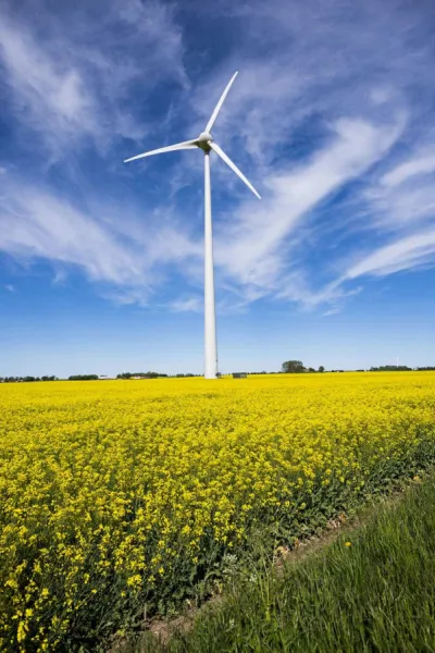 a wind turbine in a field of yellow flowers