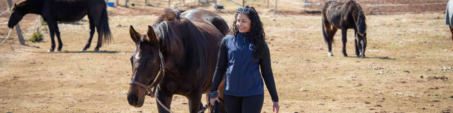 UPEI veterinary medicine student Anam leading a horse outside
