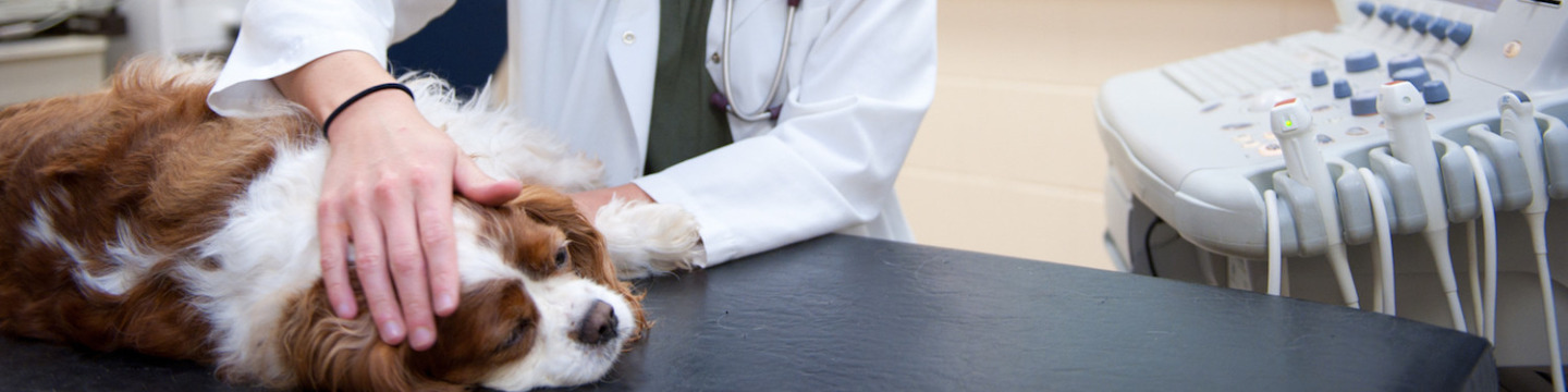 female veterinarian examining a spaniel