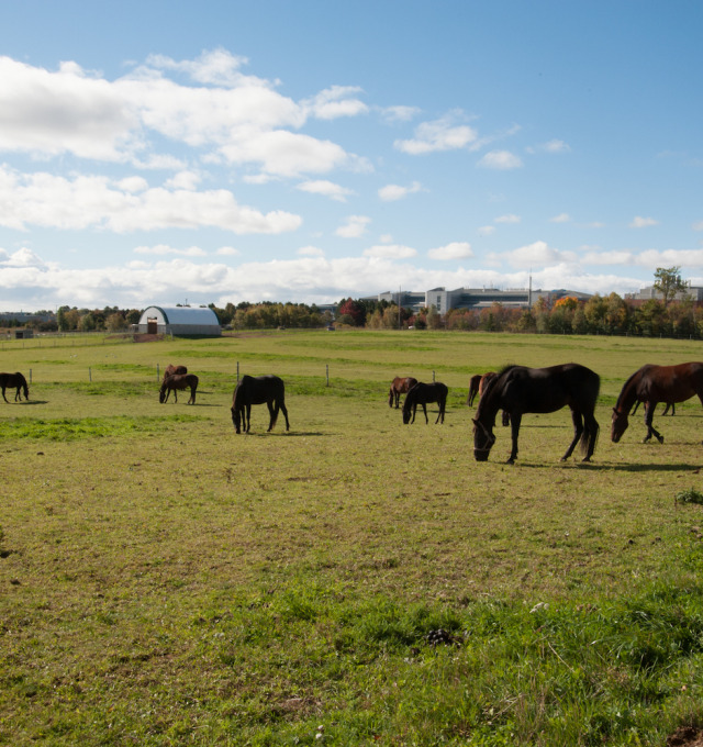 Horses graze in a field behind the Atlantic Veterinary College